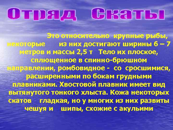 Это относительно крупные рыбы, некоторые из них достигают ширины 6 – 7 метров и