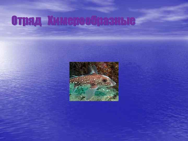 Отряд Химерообразные 