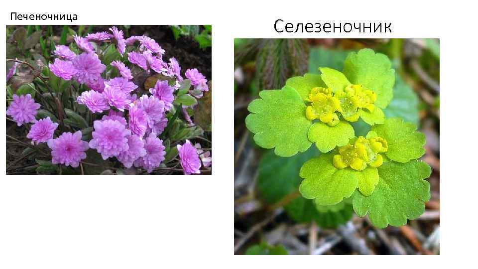 Печеночница Селезеночник 