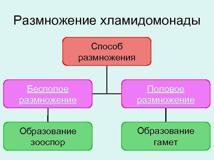 Размножение хламидомонады Способ размножения Бесполое размножение Половое размножение Образование зооспор Образование гамет 