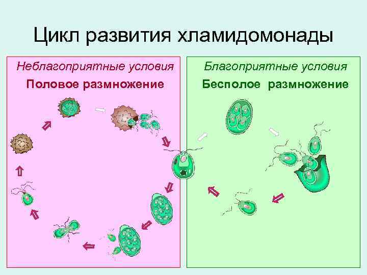 Цикл развития хламидомонады Неблагоприятные условия Половое размножение Благоприятные условия Бесполое размножение 