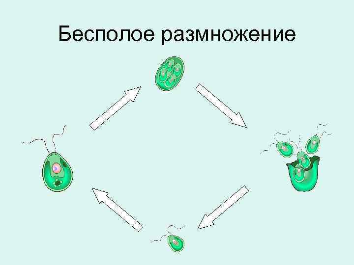 Бесполое размножение 