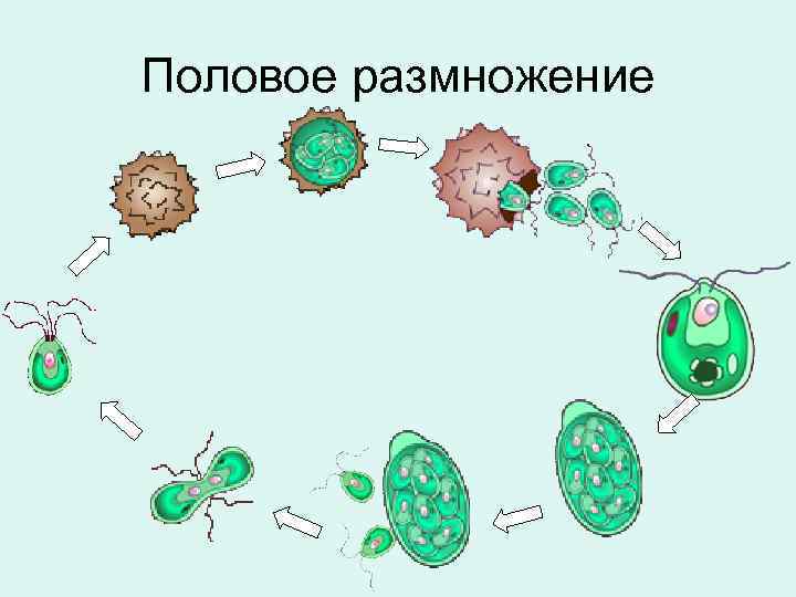 Половое размножение 