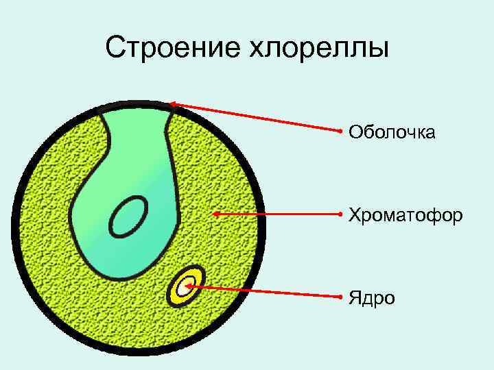 Строение хлореллы Оболочка Хроматофор Ядро 