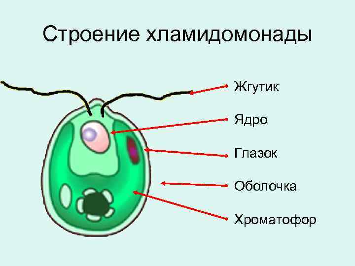 Строение хламидомонады Жгутик Ядро Глазок Оболочка Хроматофор 