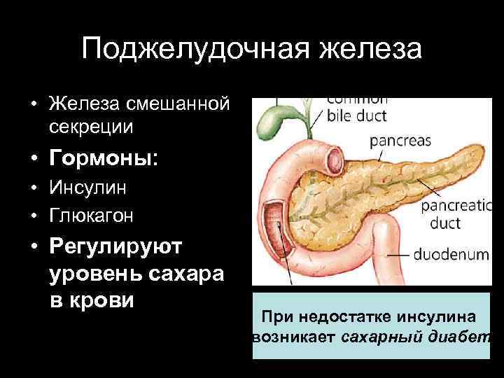 Поджелудочная железа • Железа смешанной секреции • Гормоны: • Инсулин • Глюкагон • Регулируют