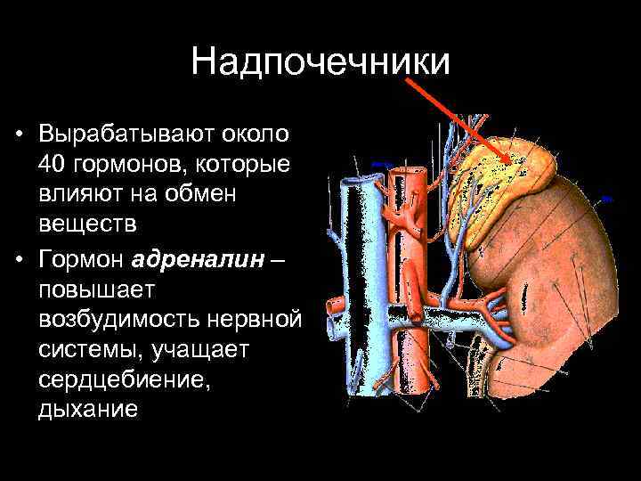 Надпочечники • Вырабатывают около 40 гормонов, которые влияют на обмен веществ • Гормон адреналин