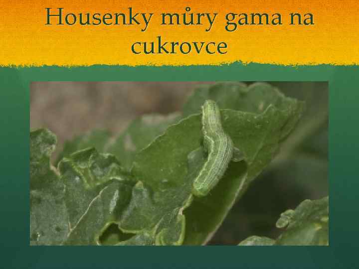 Housenky můry gama na cukrovce 