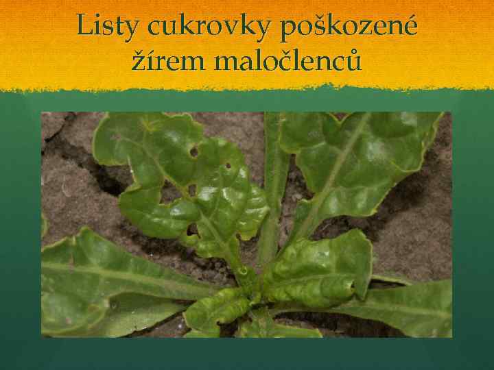 Listy cukrovky poškozené žírem maločlenců 