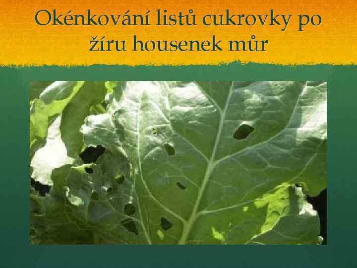 Okénkování listů cukrovky po žíru housenek můr 