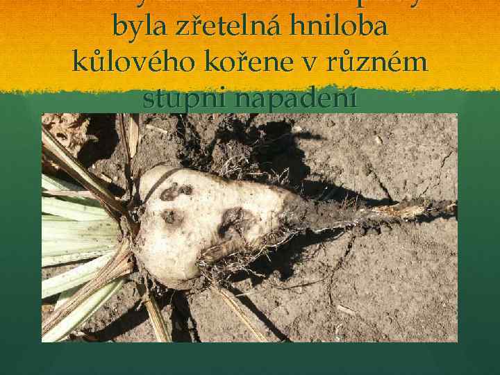 Při vytažení rostlin z půdy byla zřetelná hniloba kůlového kořene v různém stupni napadení