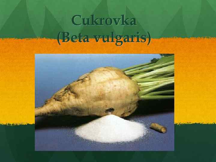 Cukrovka (Beta vulgaris) 