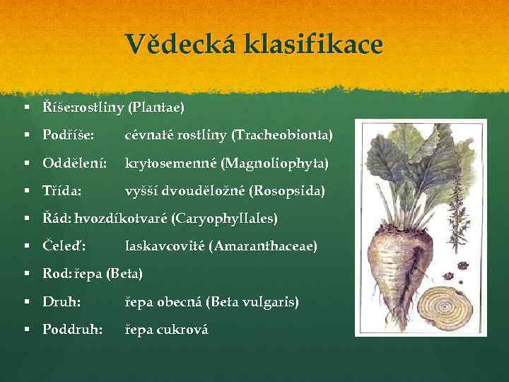 Vědecká klasifikace § Říše: rostliny (Plantae) § Podříše: cévnaté rostliny (Tracheobionta) § Oddělení: krytosemenné