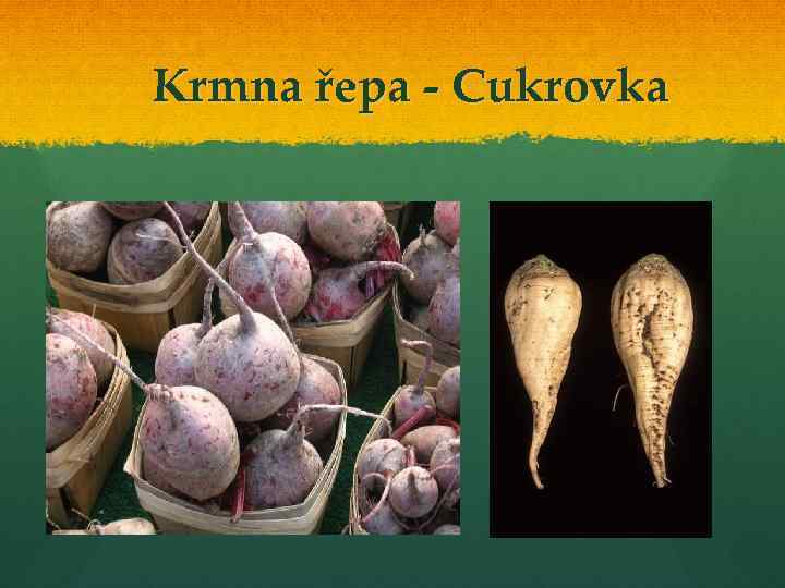 Krmna řepa - Cukrovka 