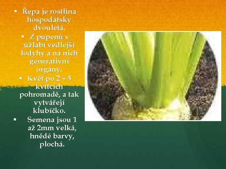 § Řepa je rostlina hospodářsky dvouletá. § Z pupenů v úžlabí vedlejší lodyhy a