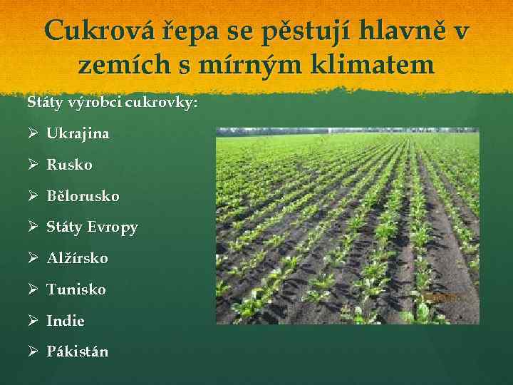 Cukrová řepa se pěstují hlavně v zemích s mírným klimatem Státy výrobci cukrovky: Ø