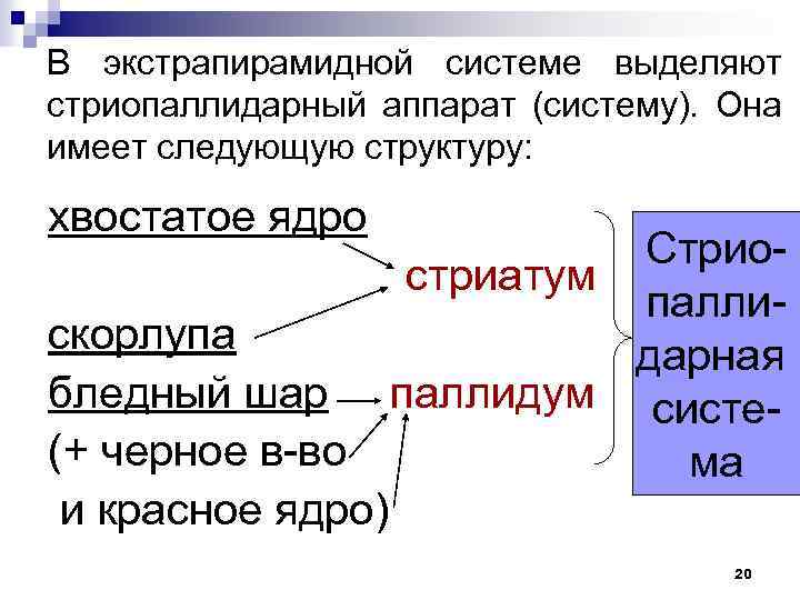 В экстрапирамидной системе выделяют стриопаллидарный аппарат (систему). Она имеет следующую структуру: хвостатое ядро Стриостриатум