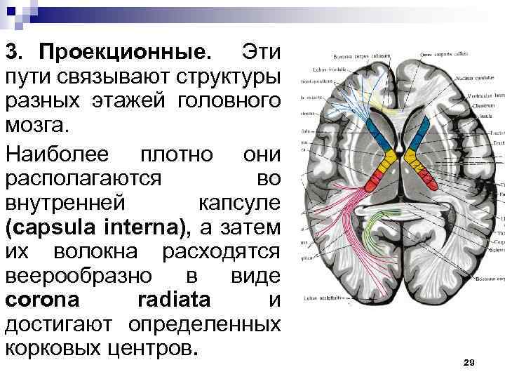 3. Проекционные. Эти пути связывают структуры разных этажей головного мозга. Наиболее плотно они располагаются