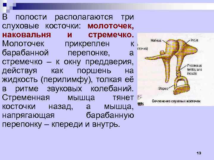 В полости располагаются три слуховые косточки: молоточек, наковальня и стремечко. Молоточек прикреплен к барабанной