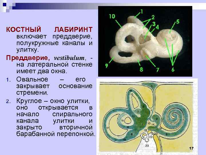 КОСТНЫЙ ЛАБИРИНТ включает преддверие, полукружные каналы и улитку. Преддверие, vestibulum, на латеральной стенке имеет