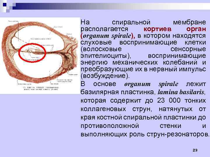 На спиральной мембране располагается кортиев орган (organum spirаle), в котором находятся слуховые воспринимающие клетки