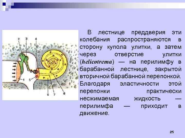 В лестнице преддверия эти колебания распространяются в сторону купола улитки, а затем через отверстие