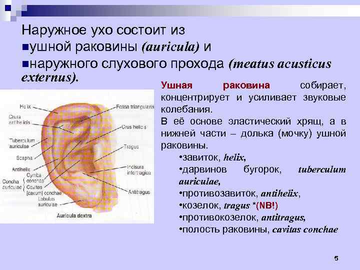 Наружное ухо состоит из nушной раковины (auricula) и nнаружного слухового прохода (meatus acusticus externus).