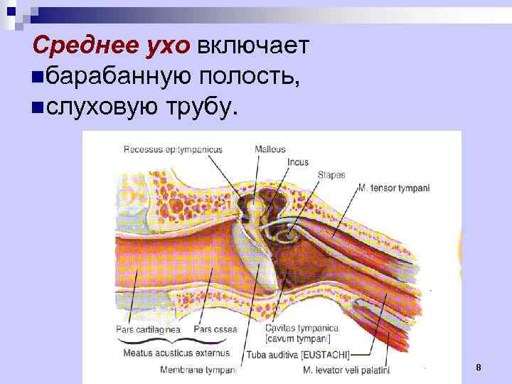 Функции периферического отдела органа слуха карта памяти