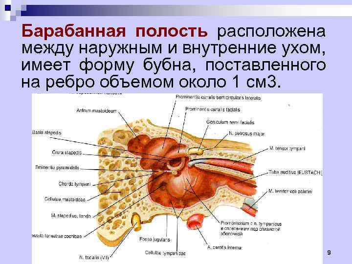 Функции периферического отдела органа слуха карта памяти