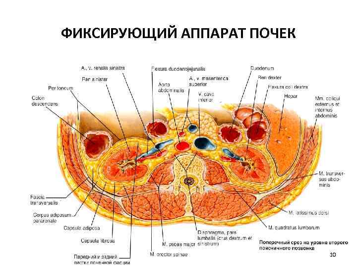 ФИКСИРУЮЩИЙ АППАРАТ ПОЧЕК 10 