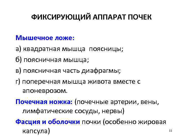 ФИКСИРУЮЩИЙ АППАРАТ ПОЧЕК Мышечное ложе: а) квадратная мышца поясницы; б) поясничная мышца; в) поясничная