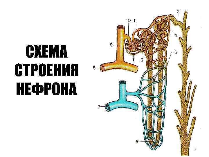 СХЕМА СТРОЕНИЯ НЕФРОНА 14 