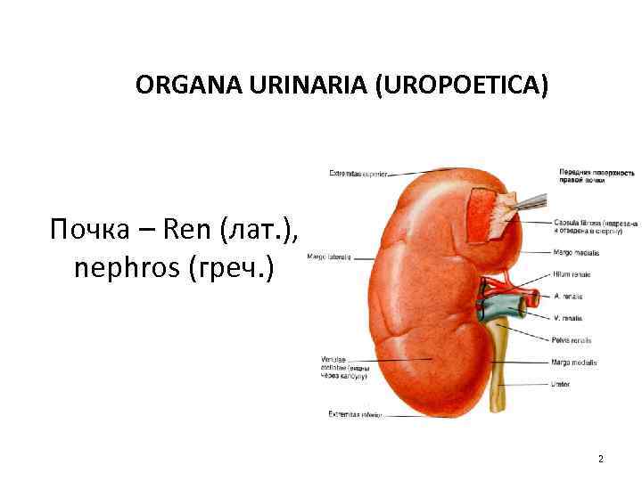 ORGANA URINARIA (UROPOETICA) Почка – Ren (лат. ), nephros (греч. ) 2 