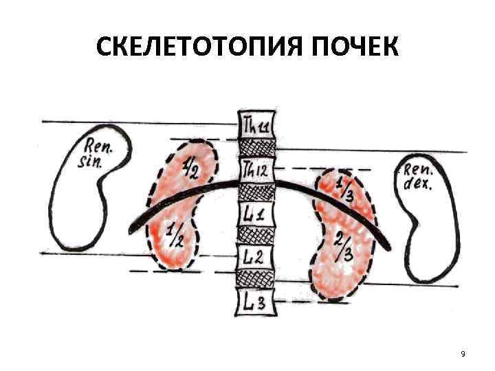 СКЕЛЕТОТОПИЯ ПОЧЕК 9 