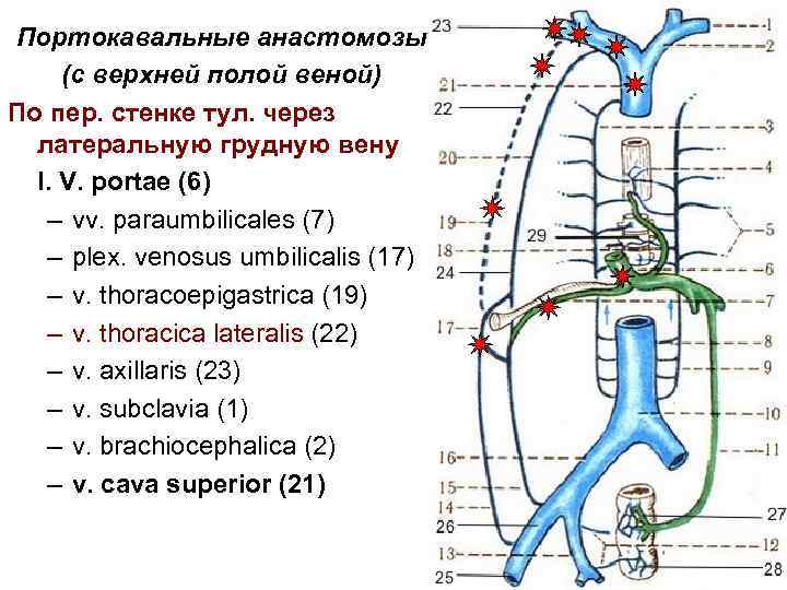 Портокавальные анастомозы (с верхней полой веной) По пер. стенке тул. через латеральную грудную вену