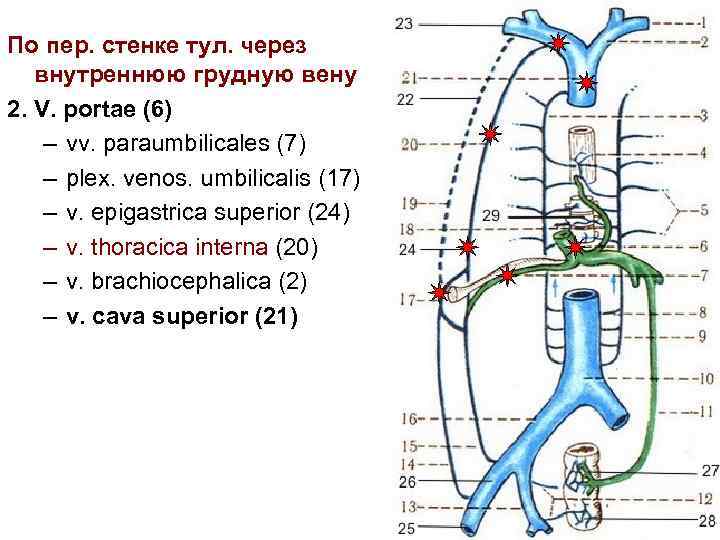 По пер. стенке тул. через внутреннюю грудную вену 2. V. portae (6) – vv.