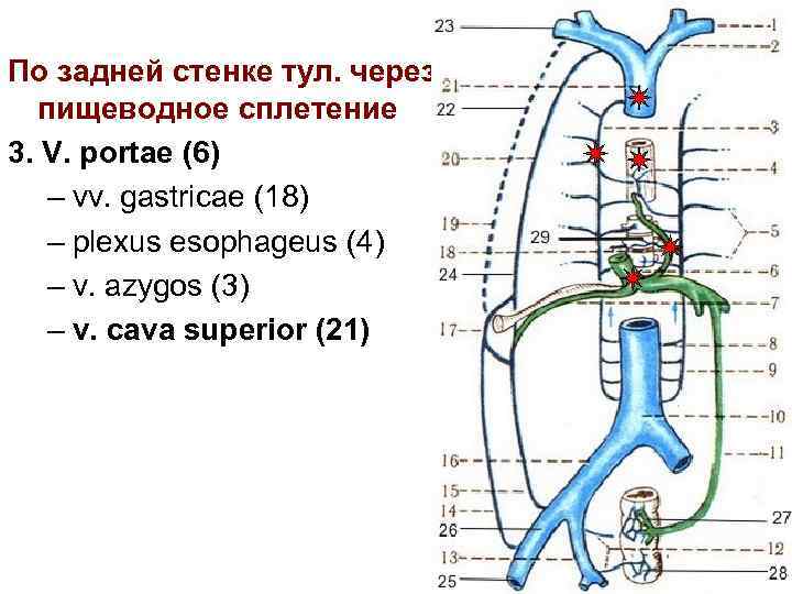 По задней стенке тул. через пищеводное сплетение 3. V. portae (6) – vv. gastricae