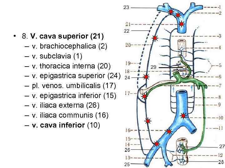  • 8. V. cava superior (21) – v. brachiocephalica (2) – v. subclavia