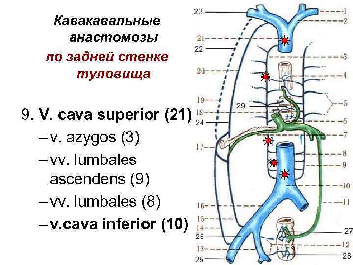 Кавакавальные анастомозы по задней стенке туловища 9. V. cava superior (21) – v. azygos