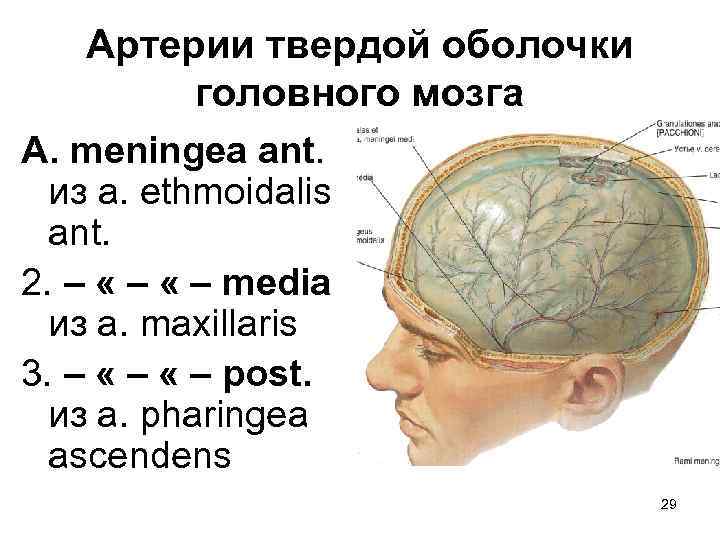 Артерии твердой оболочки головного мозга A. meningea ant. из а. ethmoidalis ant. 2. –