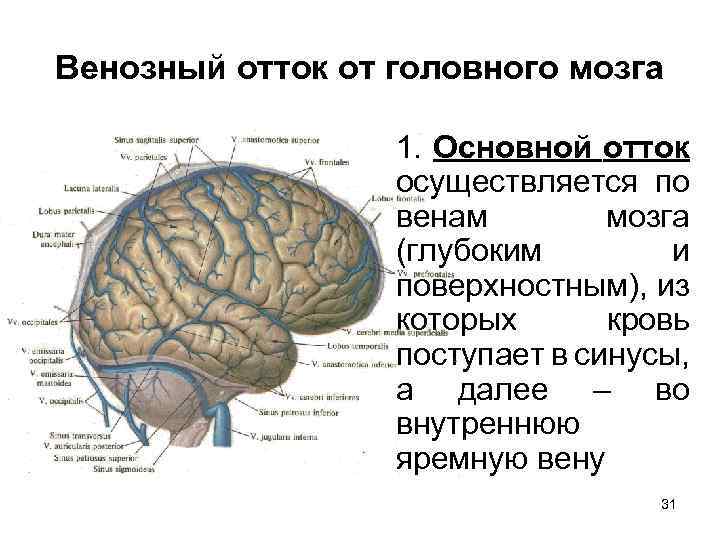 Венозный отток от головного мозга 1. Основной отток осуществляется по венам мозга (глубоким и