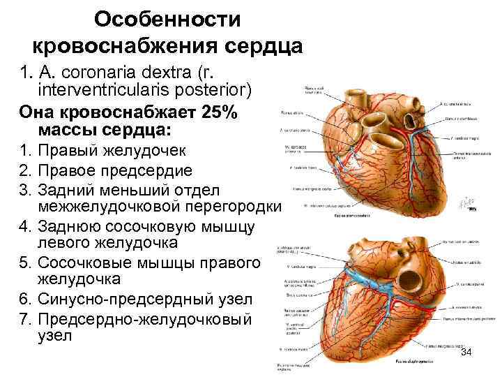 Мышца сердца относится