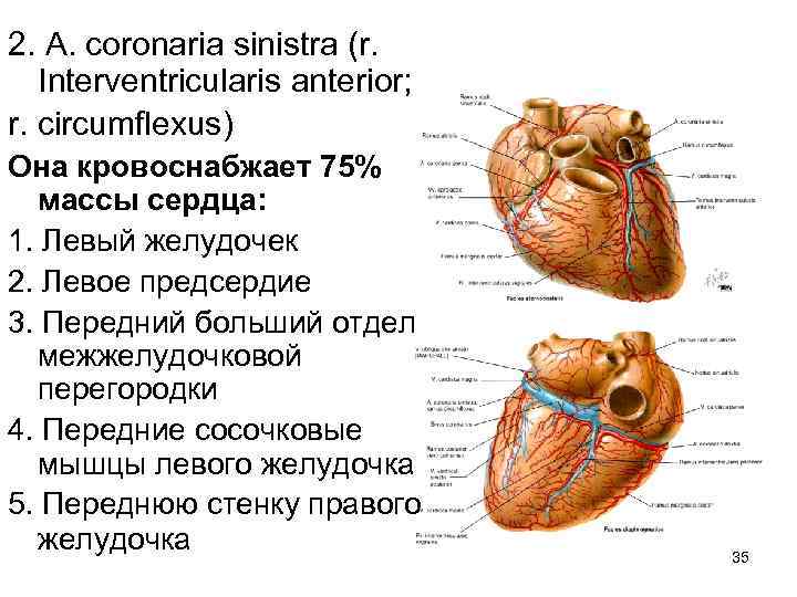 2. А. coronaria sinistra (r. Interventricularis anterior; r. circumflexus) Она кровоснабжает 75% массы сердца:
