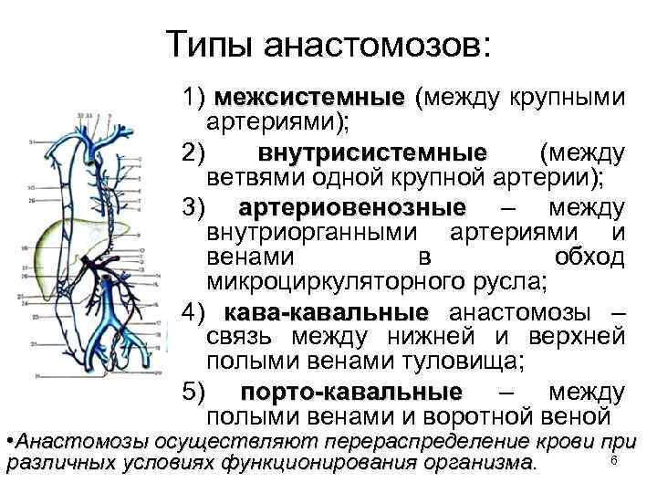 Анастомозы передней брюшной стенки. Кавакавальные анастомозы схема. Классификация сосудистых анастомозов. Ортоновальный анастамез. Кава кавальные и портокавальные анастомозы схема.