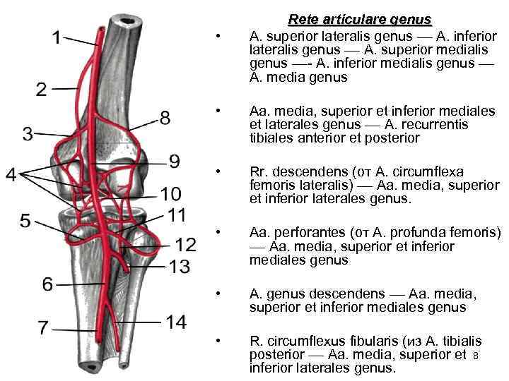  • Rete articulare genus А. superior lateralis genus –– А. inferior lateralis genus