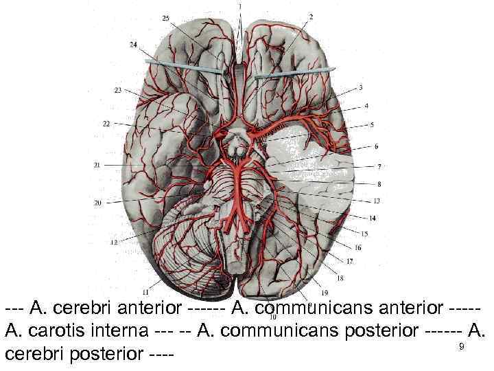 --- А. cerebri anterior ------ А. communicans anterior ----А. carotis interna --- -- А.