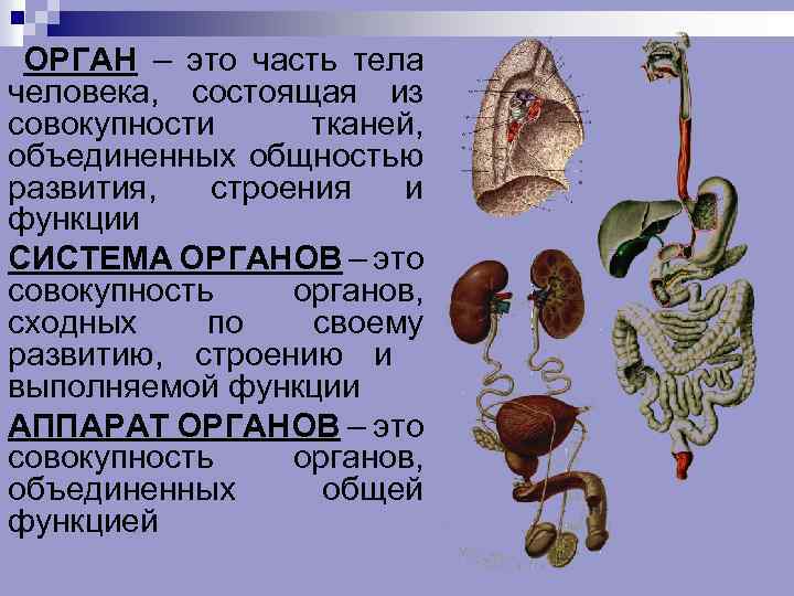 ОРГАН – это часть тела человека, состоящая из совокупности тканей, объединенных общностью развития, строения