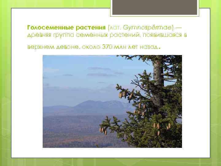 Голосеменные растения (лат. Gymnospérmae) — древняя группа семенных растений, появившаяся в верхнем девоне, около