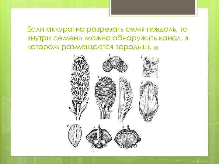 Если аккуратно разрезать семя повдоль, то внутри семени можно обнаружить канал, в котором размещается