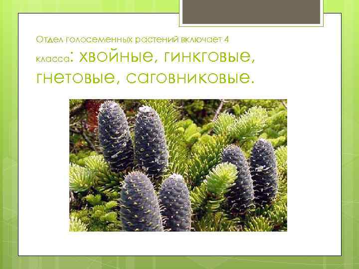 Отдел голосеменных растений включает 4 : хвойные, гинкговые, гнетовые, саговниковые. класса 